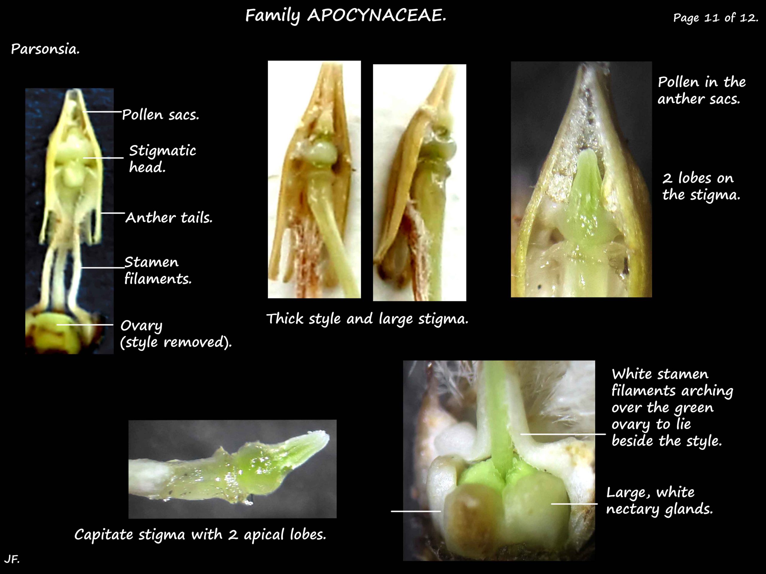 11 Nectaries, stigmatic head & ovaries in Parsonsia